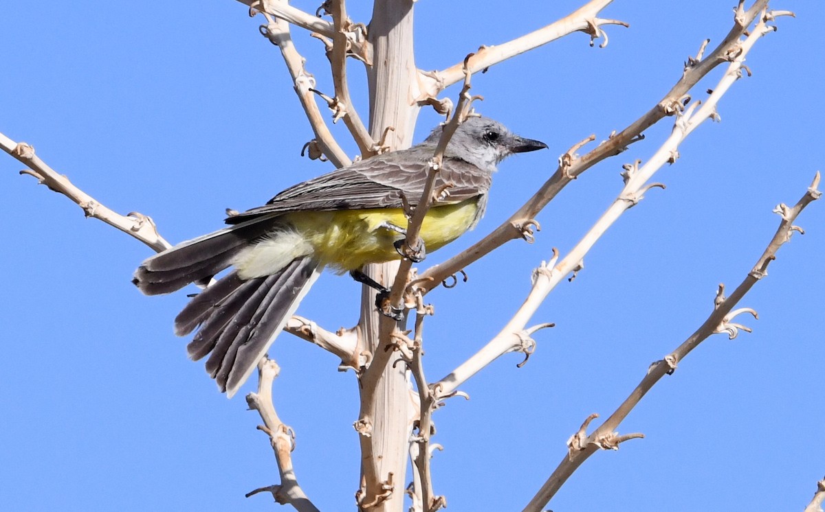 Western Kingbird - ML643375432