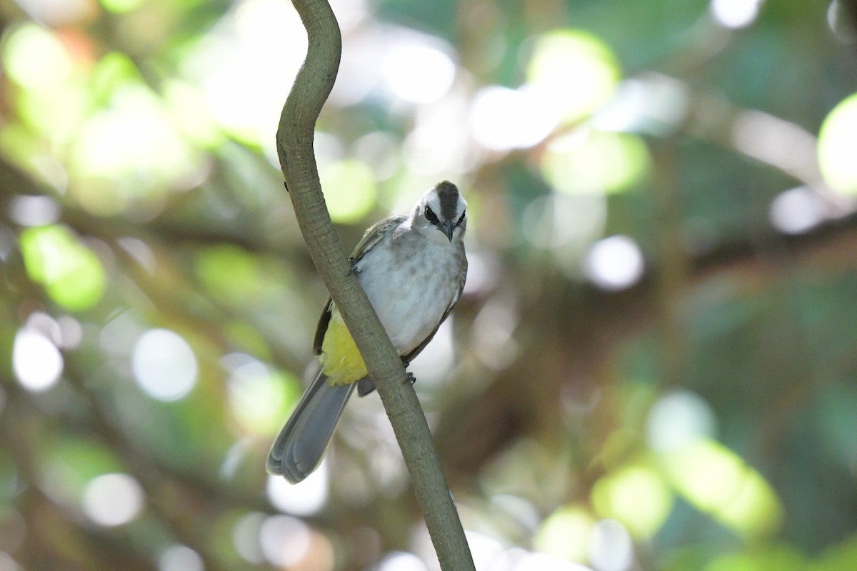 Yellow-vented Bulbul - ML643375433