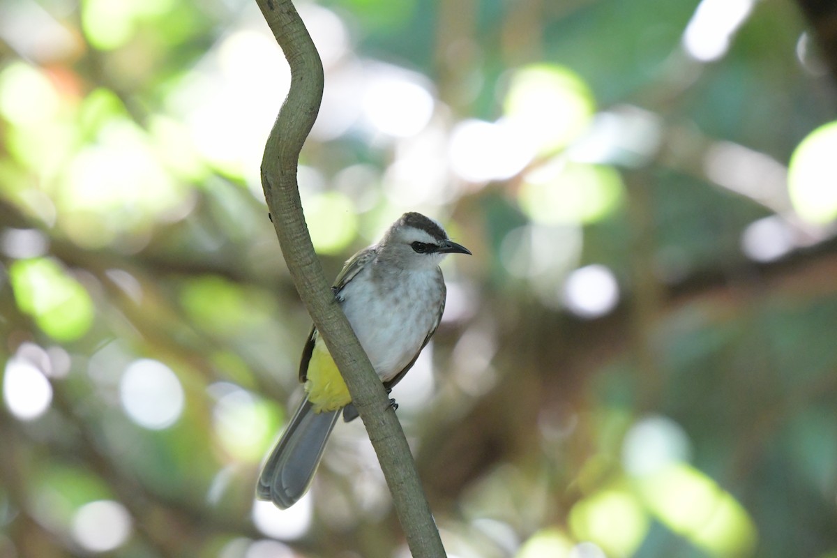 Yellow-vented Bulbul - ML643375434