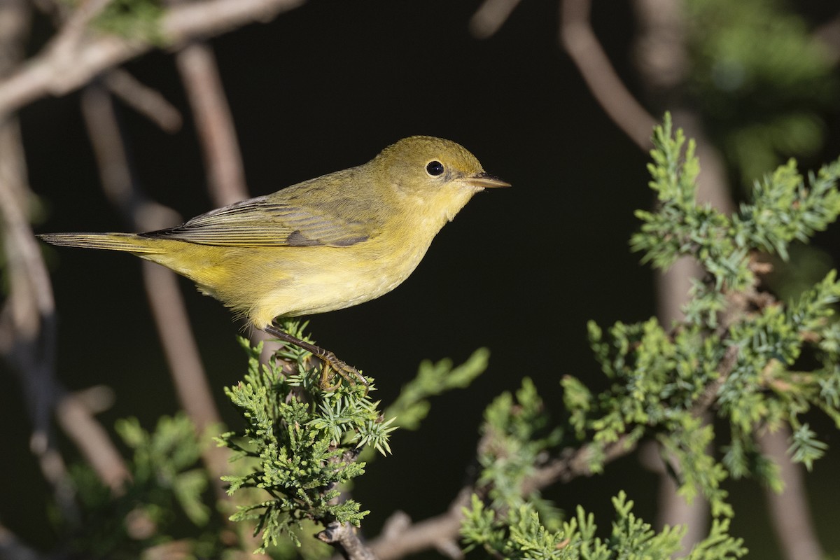 Yellow Warbler (Northern) - ML643375436