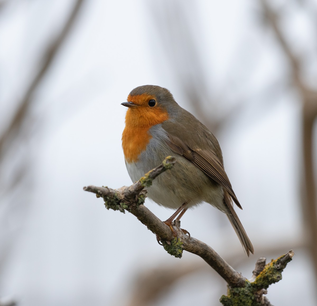 European Robin - ML643375437