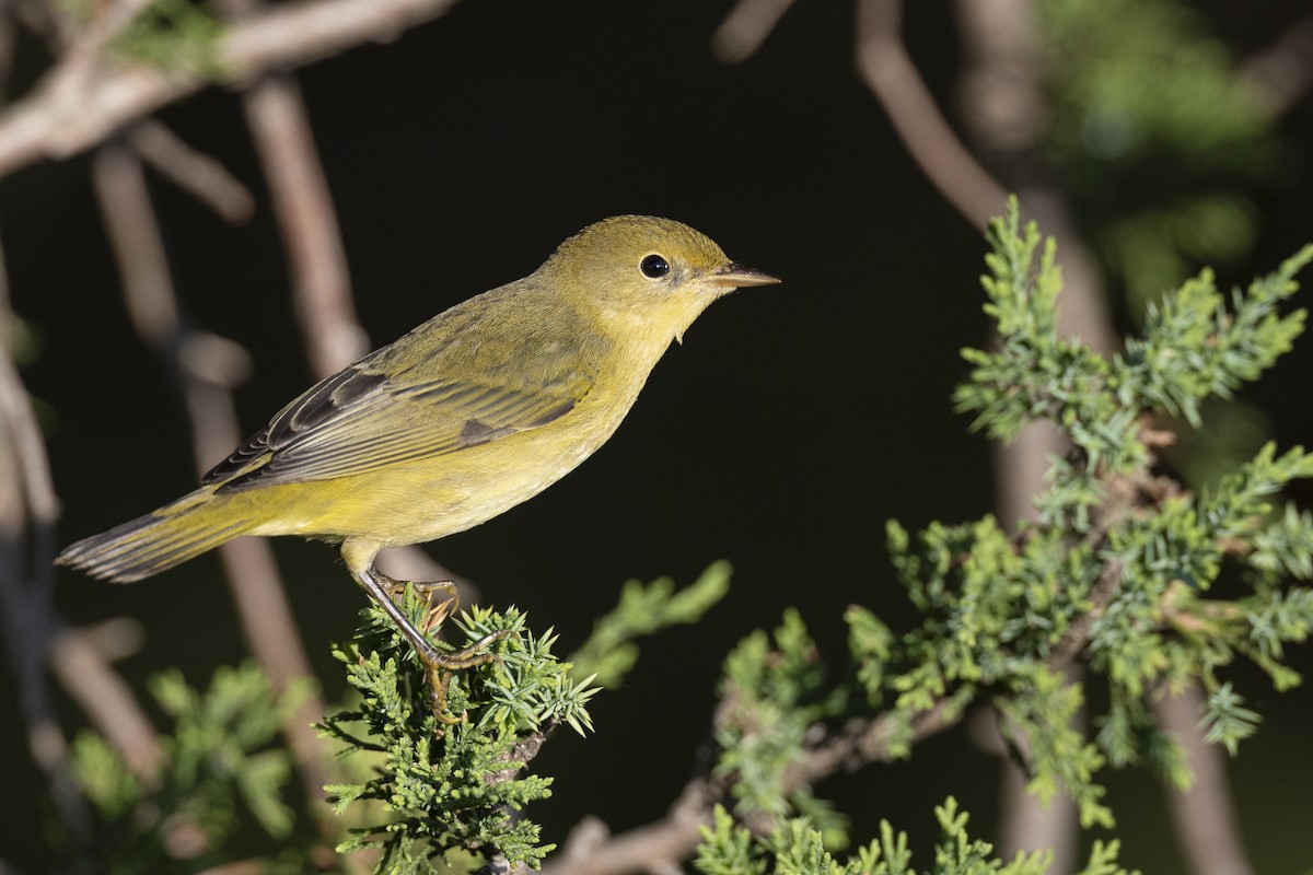 Yellow Warbler (Northern) - ML643375438