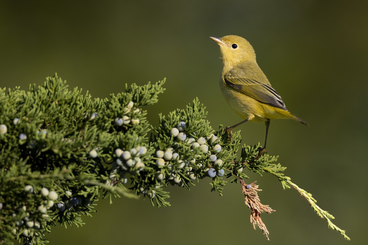 Yellow Warbler (Northern) - ML643375439