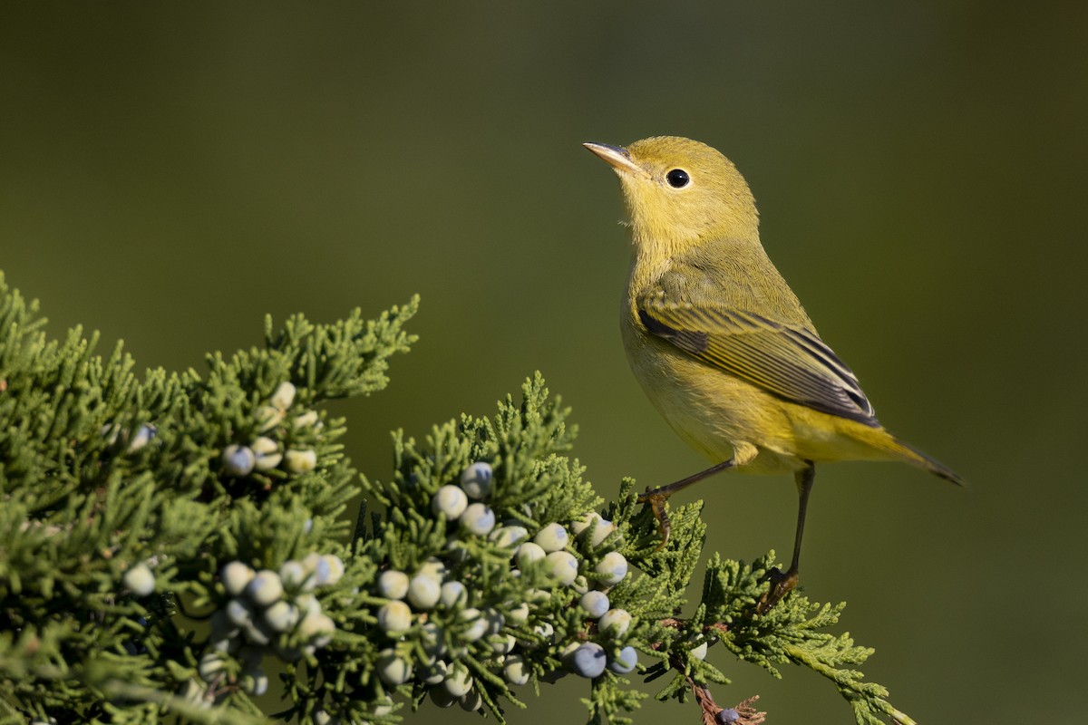 Yellow Warbler (Northern) - ML643375440