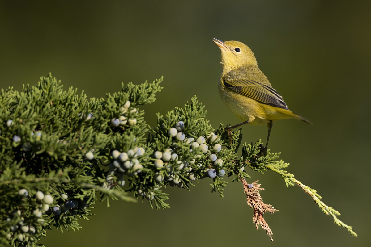 Yellow Warbler (Northern) - ML643375442