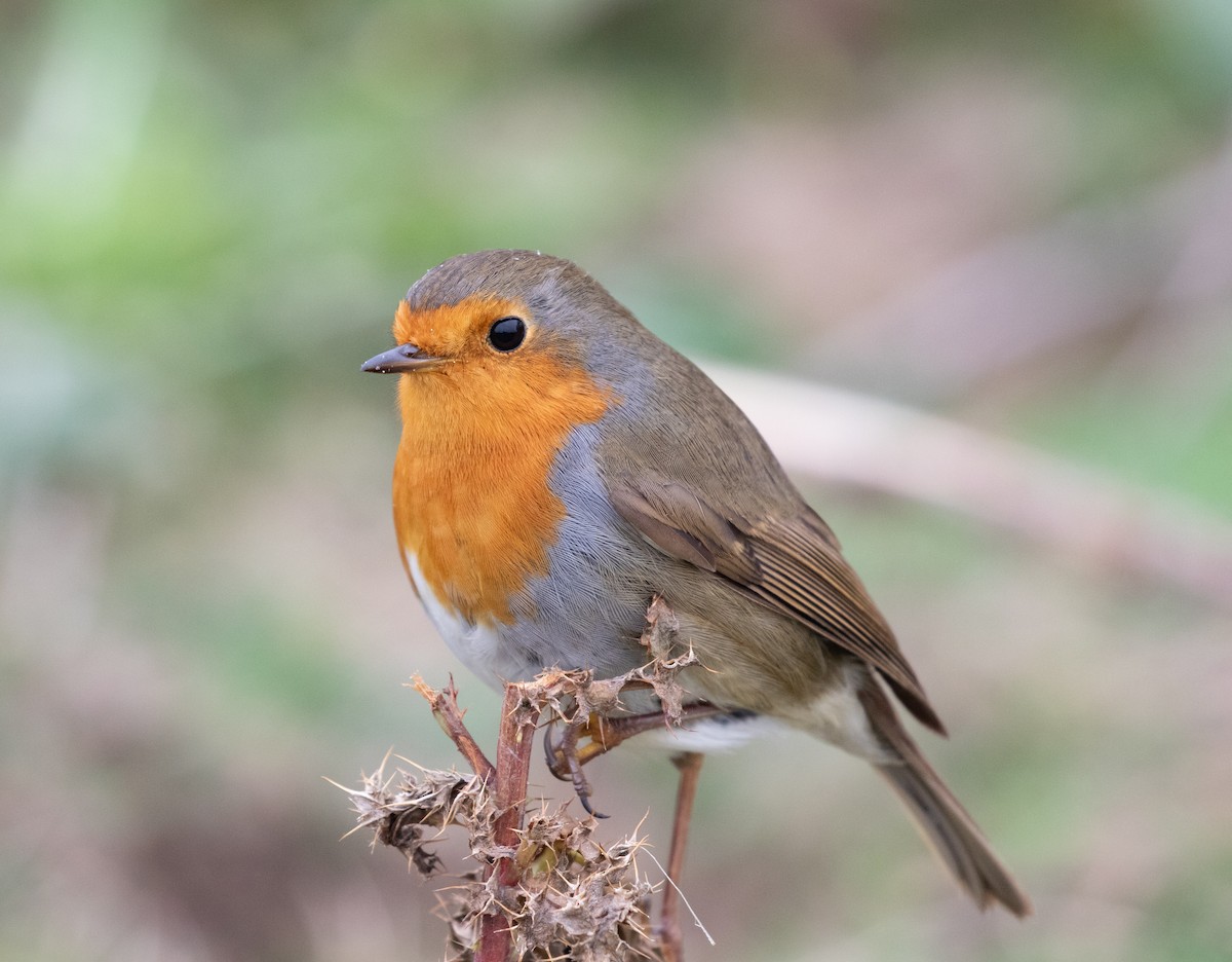 European Robin - ML643375443