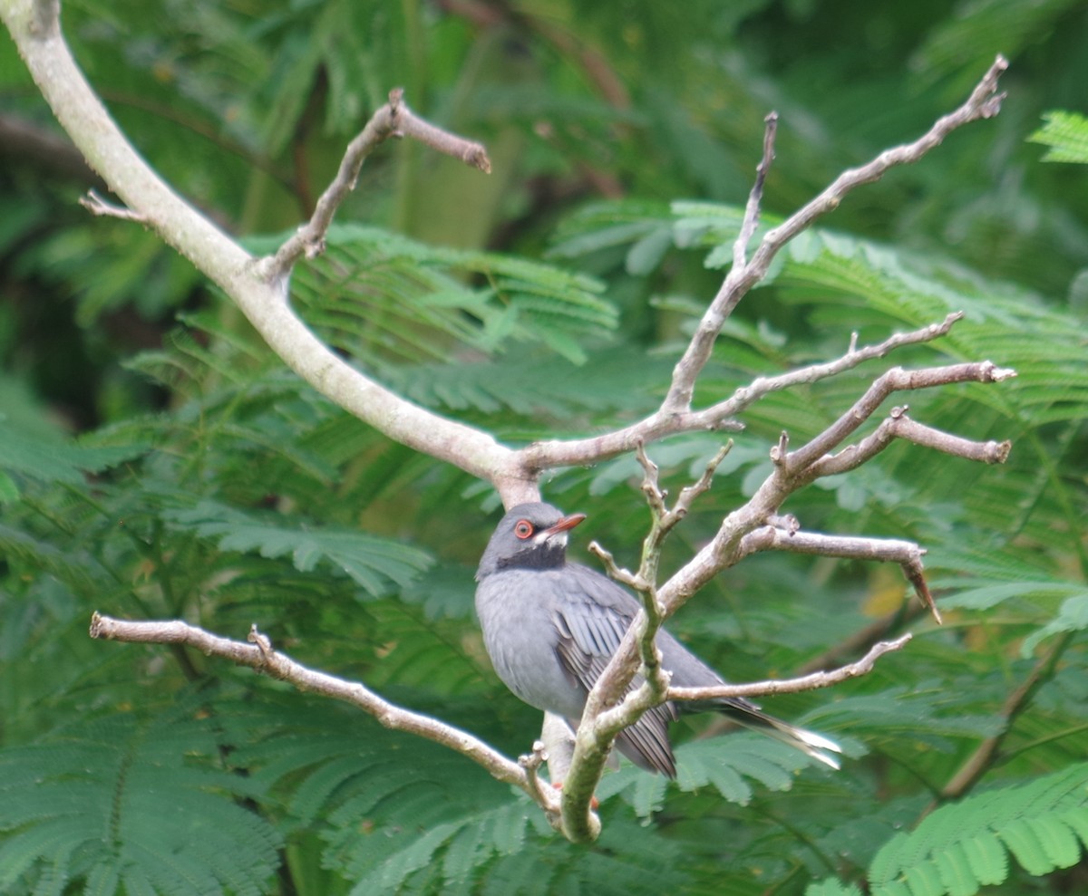 Red-legged Thrush - ML643375445
