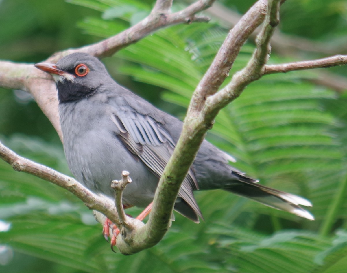 Red-legged Thrush - ML643375447
