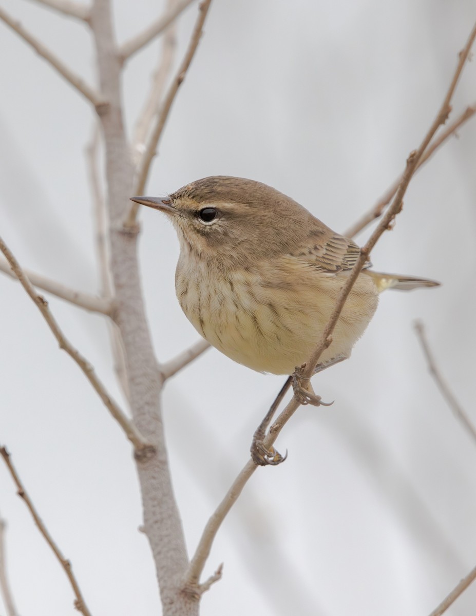 Palm Warbler - ML643375458