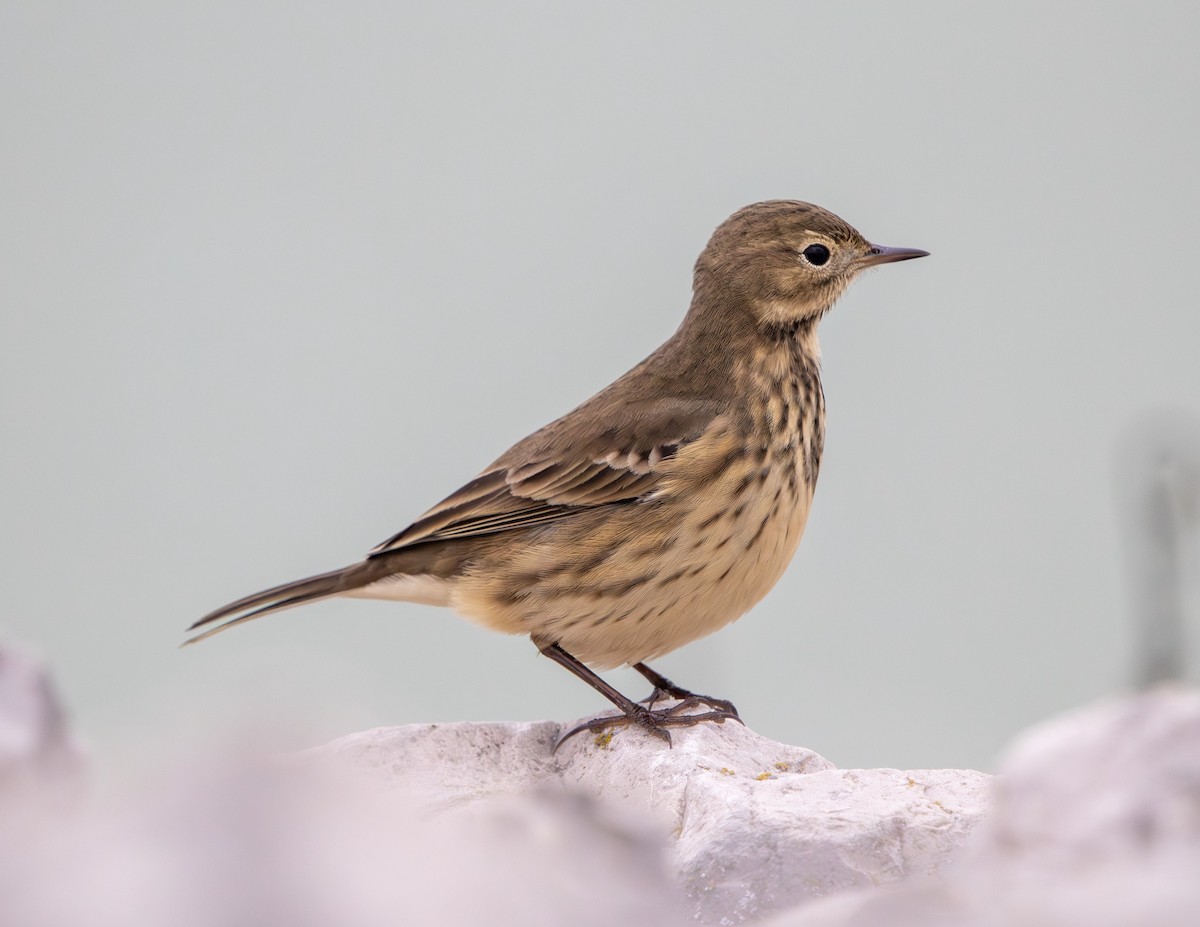 American Pipit - ML643375467