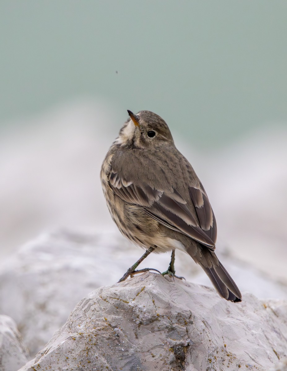 American Pipit - ML643375468
