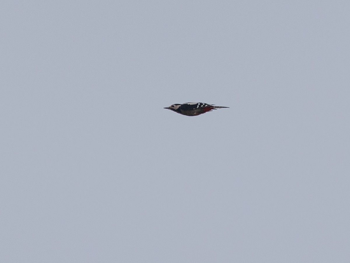 Great Spotted Woodpecker (Great Spotted) - ML643375475
