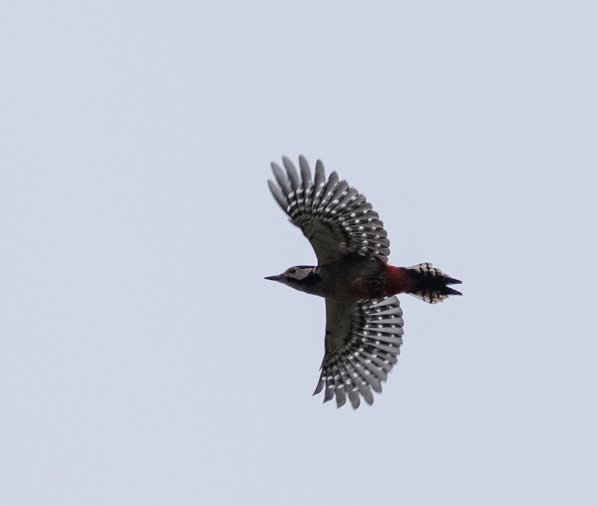 Great Spotted Woodpecker (Great Spotted) - ML643375476