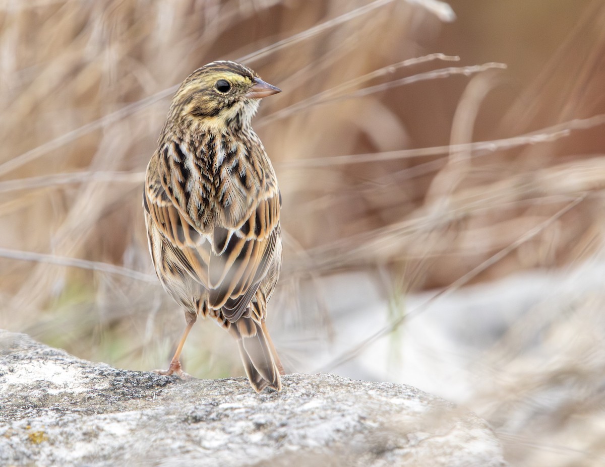 Savannah Sparrow - ML643375487
