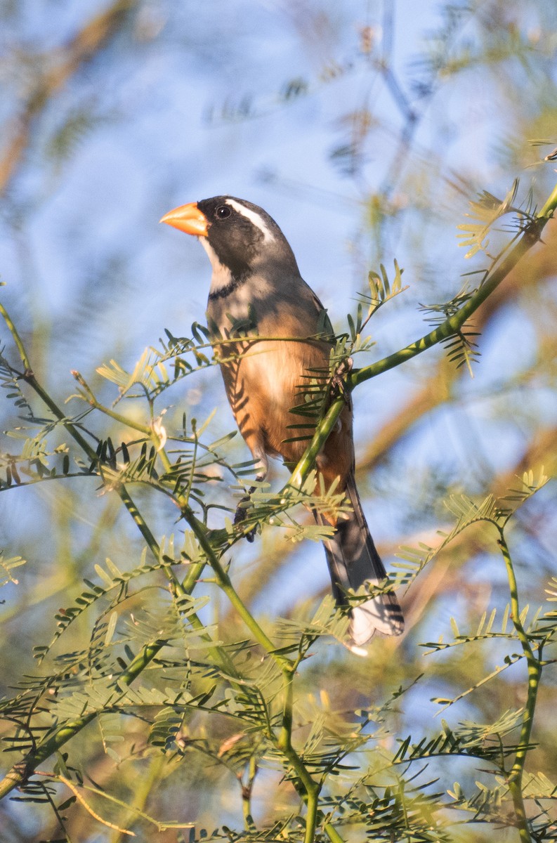 Golden-billed Saltator - ML643375500