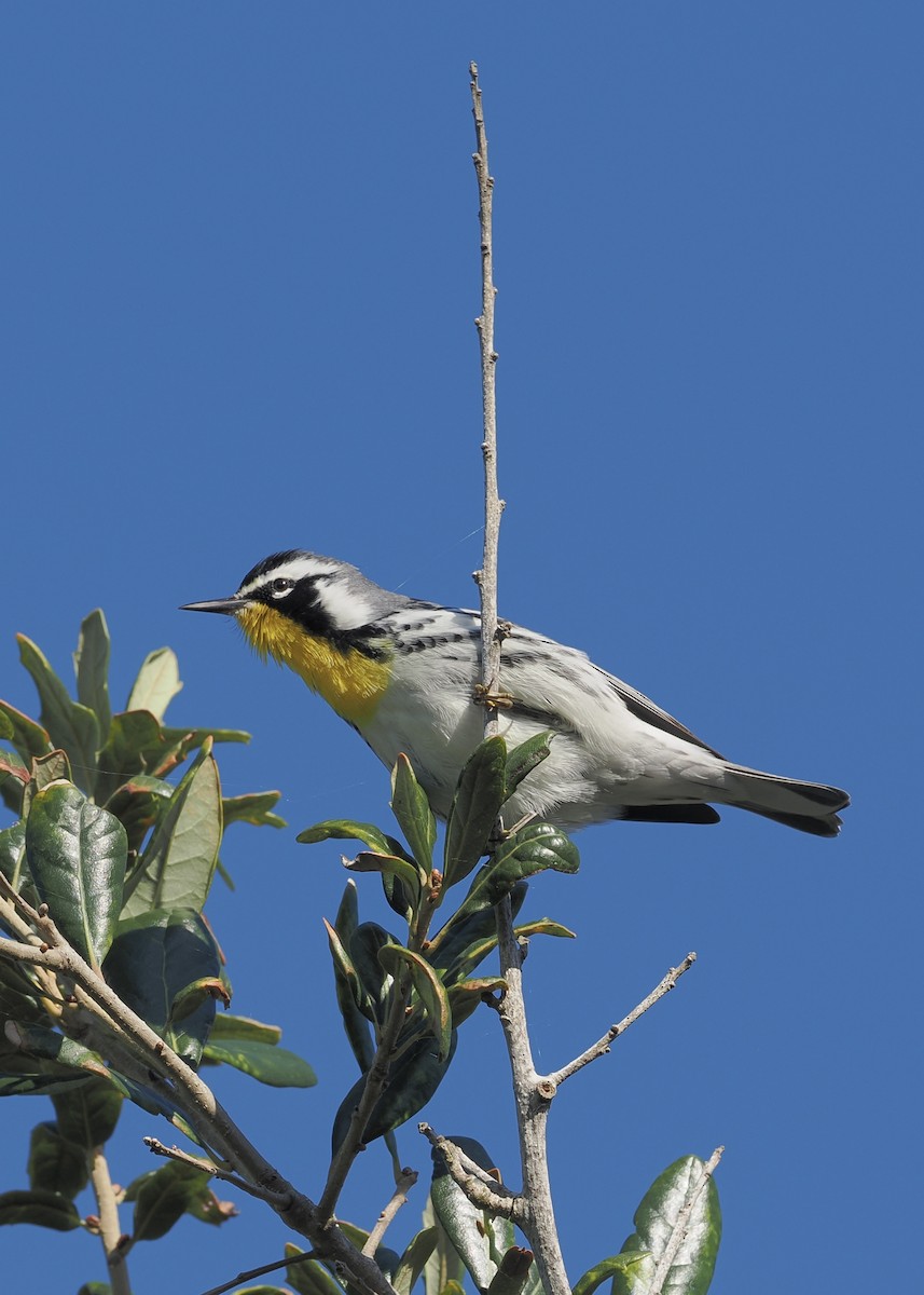 Yellow-throated Warbler - ML643375504