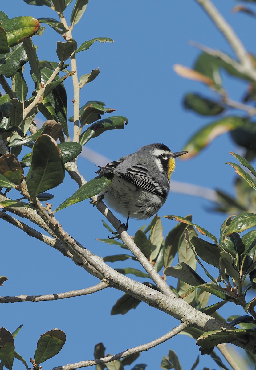 Yellow-throated Warbler - ML643375505