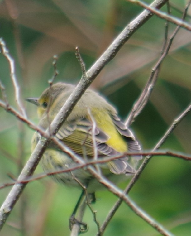 Cape May Warbler - ML643375506