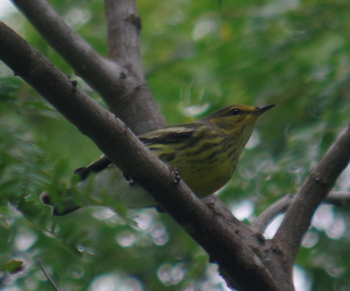 Cape May Warbler - ML643375507