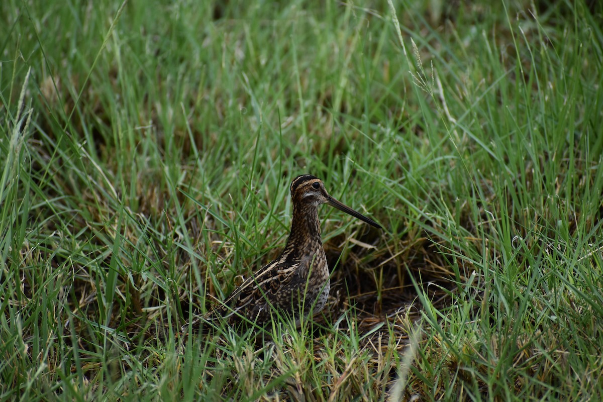 Wilson's Snipe - ML643375510