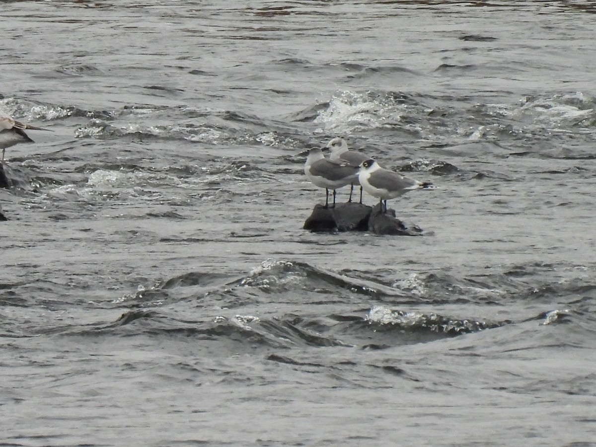 Franklin's Gull - ML643375514