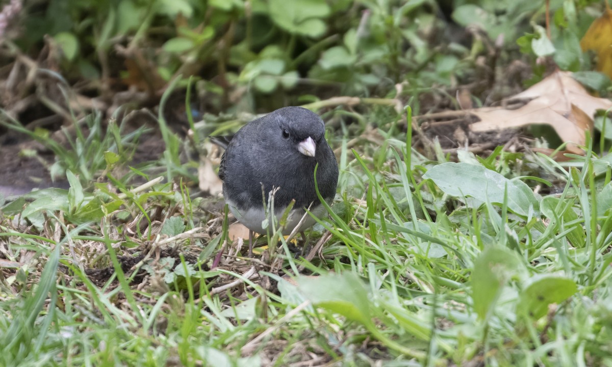 Dark-eyed Junco - ML643375519