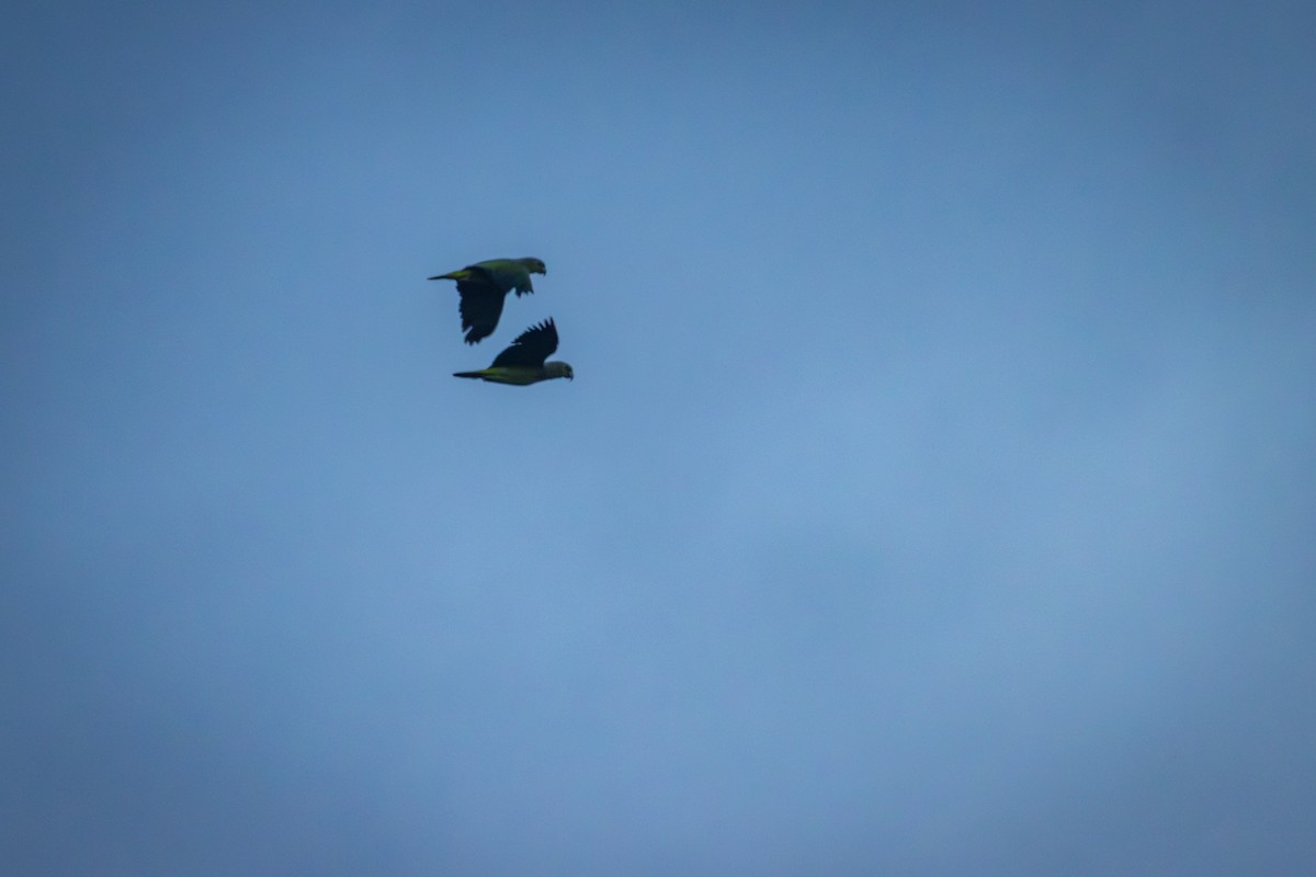 Scaly-naped Amazon - ML643375521