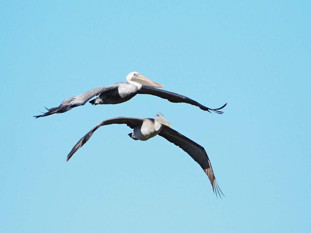 Brown Pelican - ML643375525
