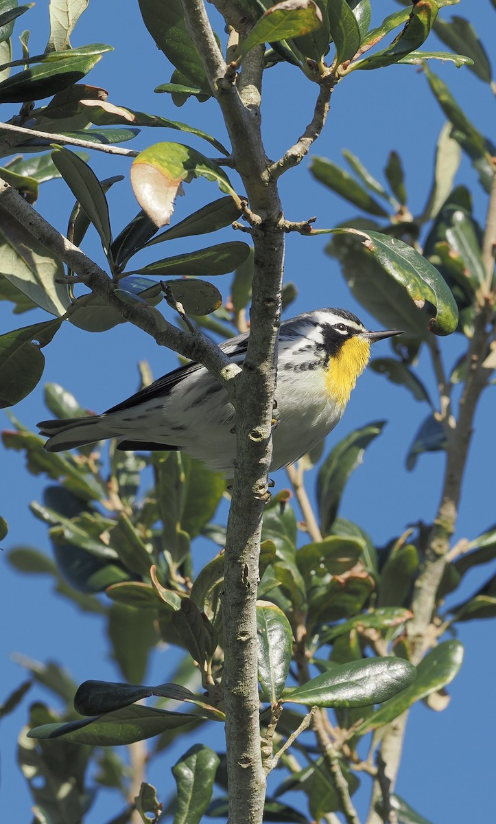 Yellow-throated Warbler - ML643375526