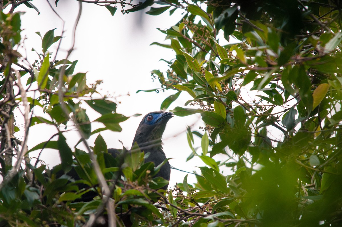 Sickle-winged Guan - ML643375529