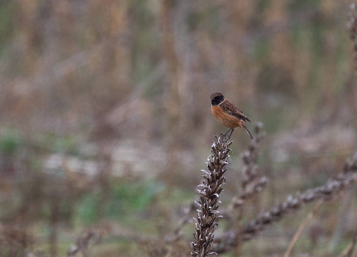 European Stonechat - ML643375534