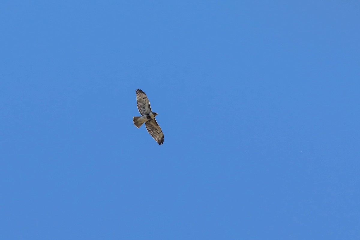 Poiana codarossa - ML643375536