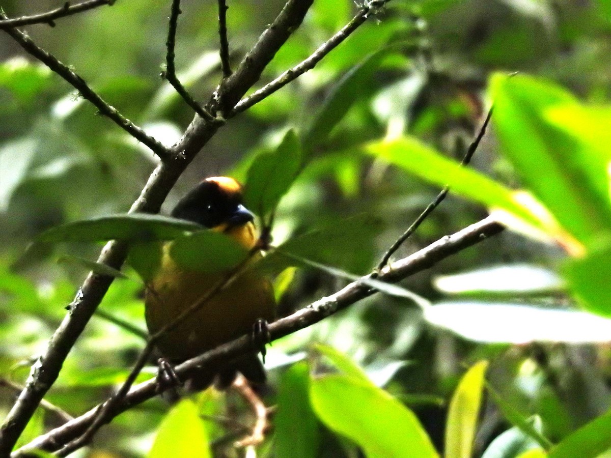 Pale-naped Brushfinch - ML643375544