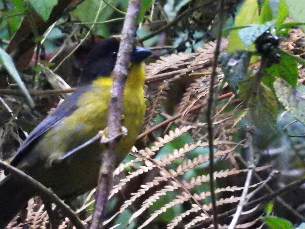 Pale-naped Brushfinch - ML643375545