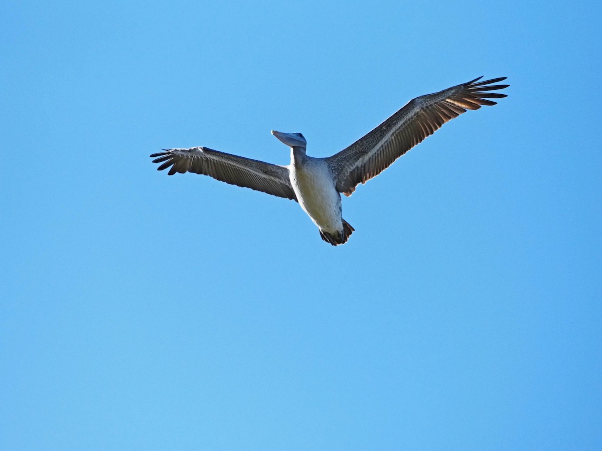 Brown Pelican - ML643375546