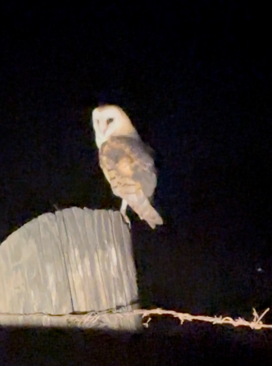 American Barn Owl - ML643375550