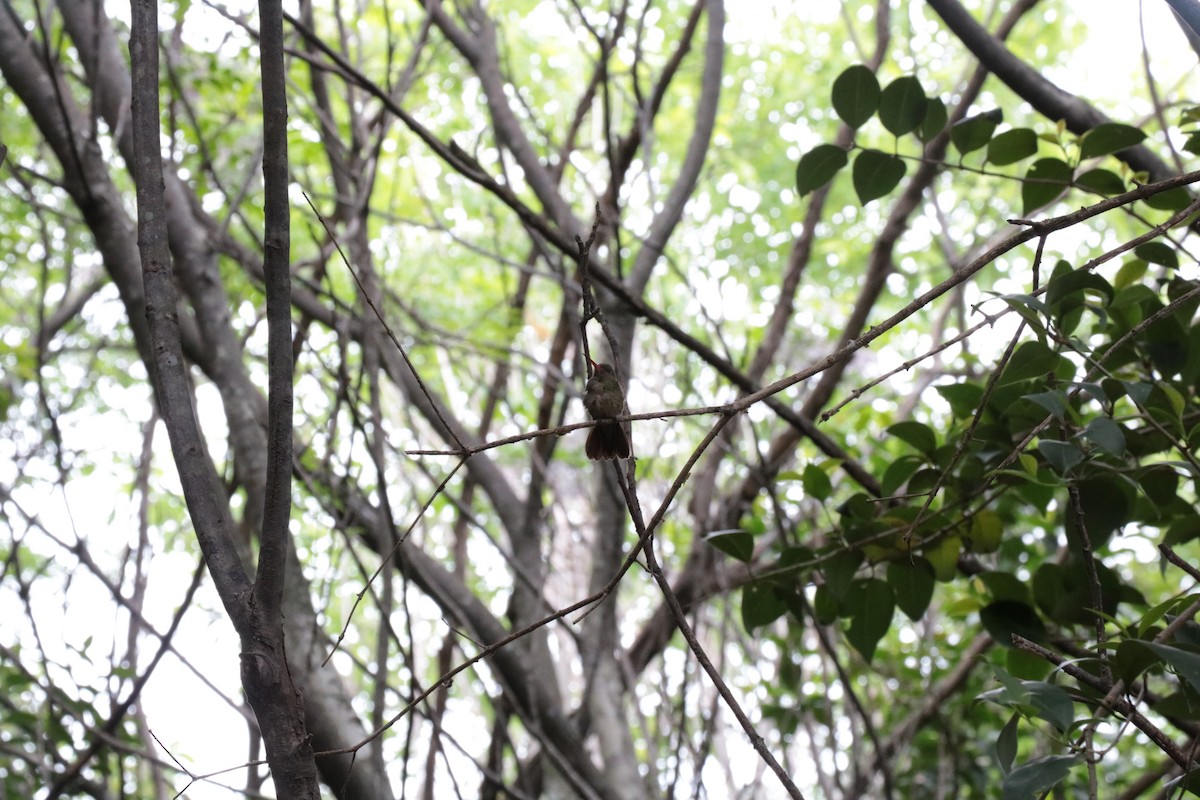 Gilded Hummingbird - ML643375551