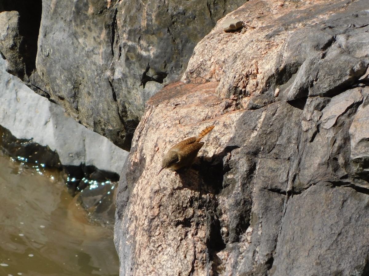 Canyon Wren - ML643375555