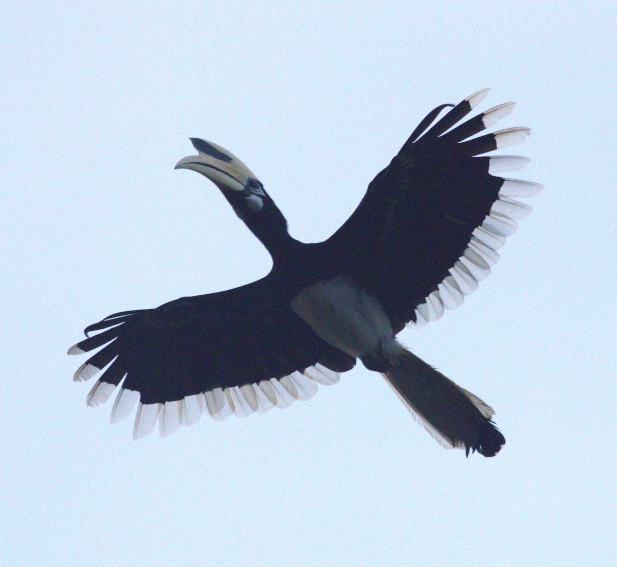 Oriental Pied-Hornbill - ML643375557