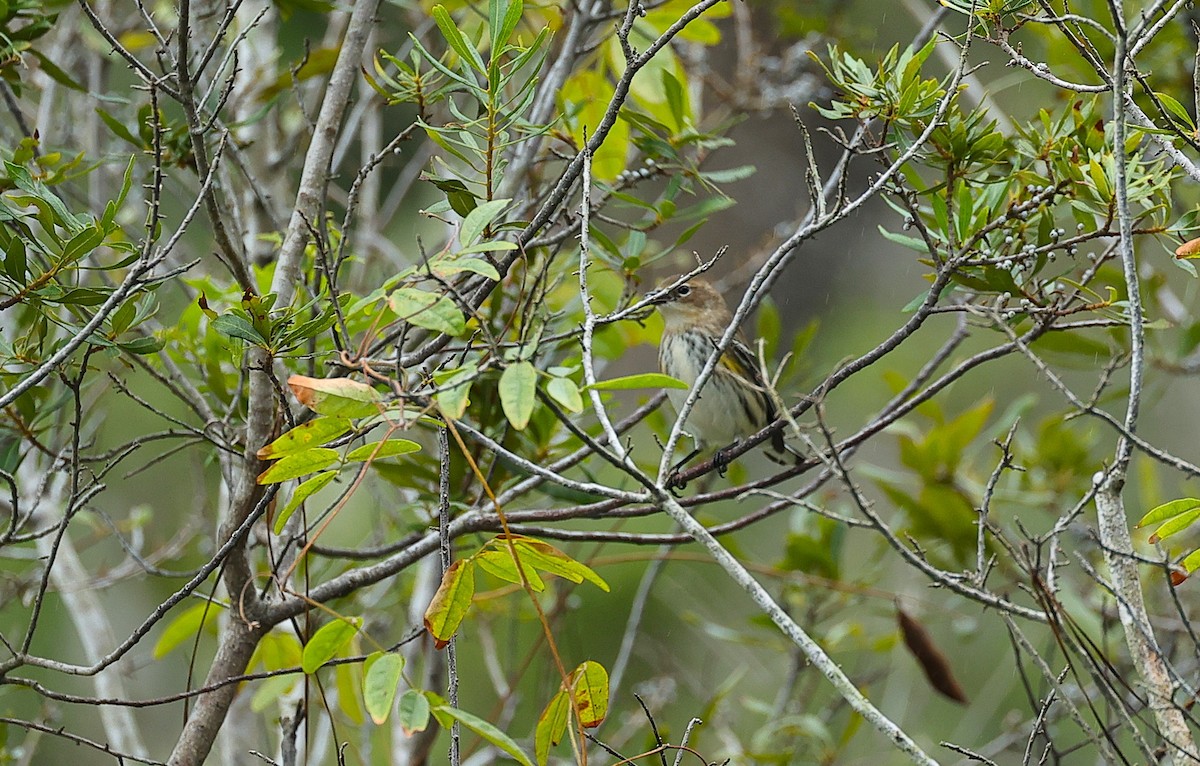 Yellow-rumped Warbler - ML643375558