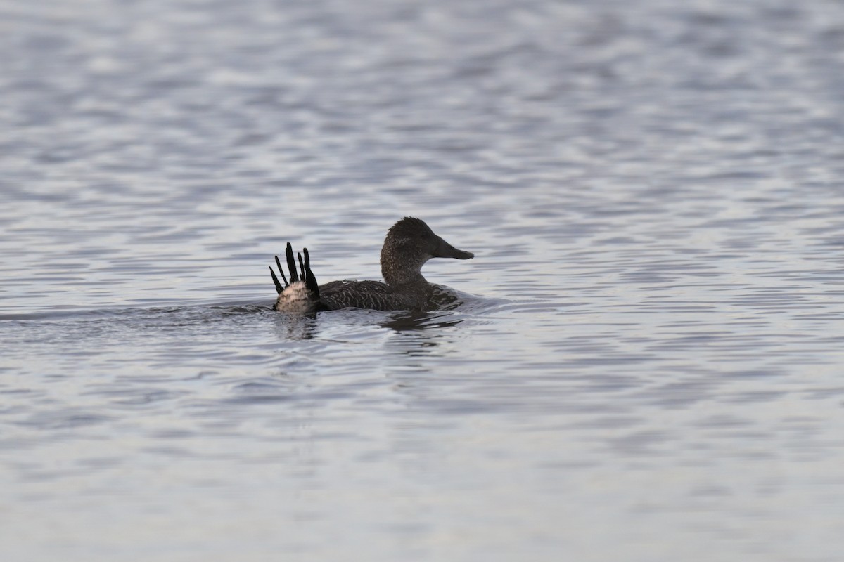 Blue-billed Duck - ML643375561