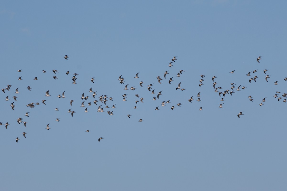 Franklin's Gull - ML643375568
