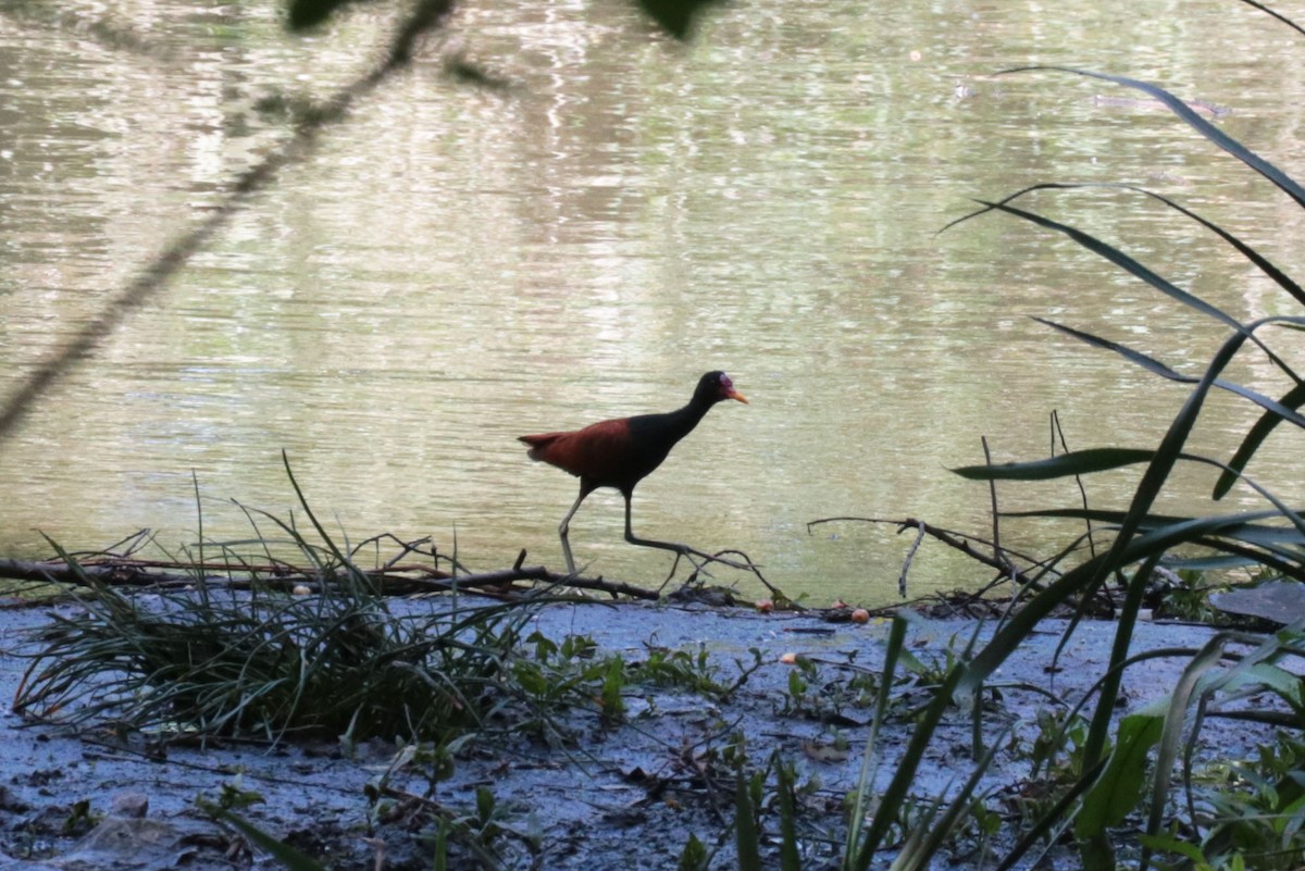 Wattled Jacana - ML643375590