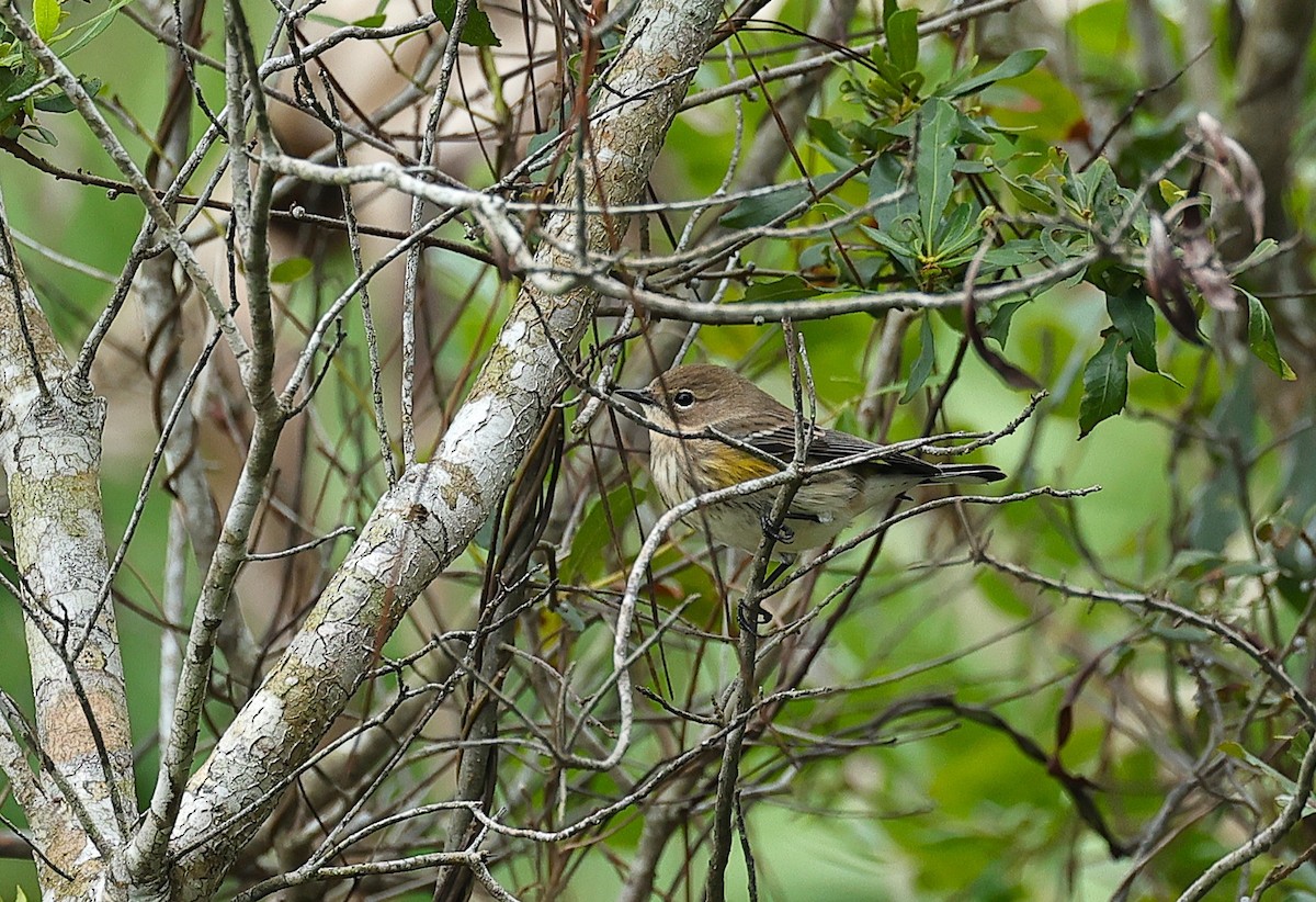 Yellow-rumped Warbler - ML643375596