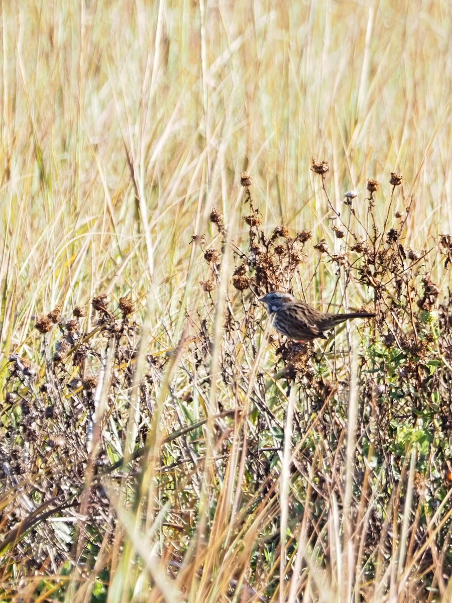 Song Sparrow - ML643375615