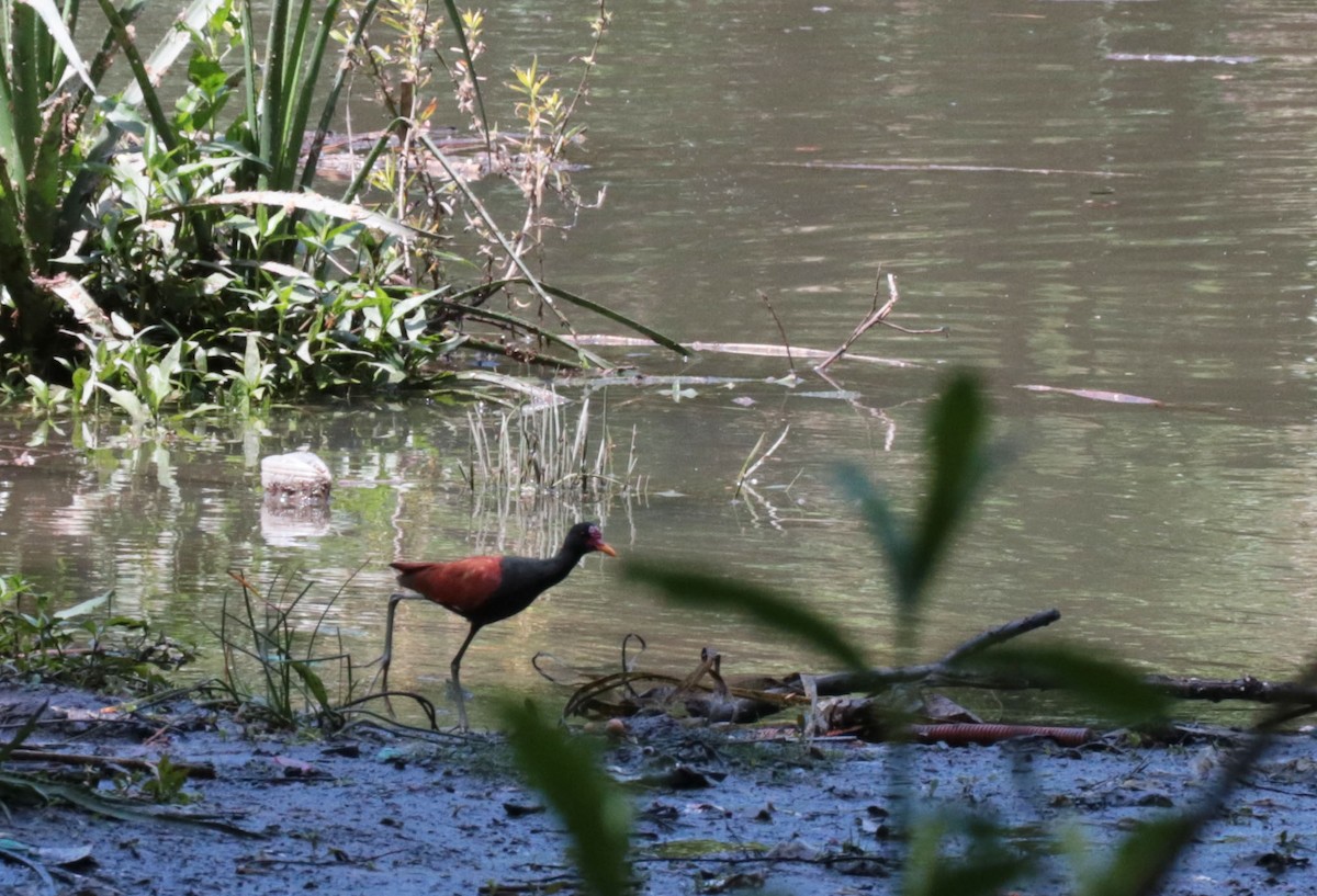 Wattled Jacana - ML643375641