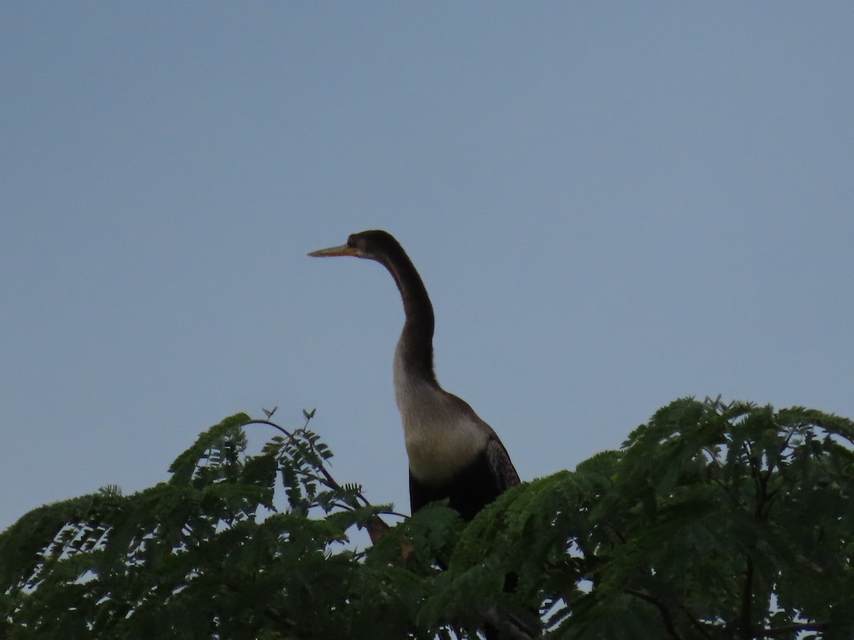 アメリカヘビウ - ML643375642
