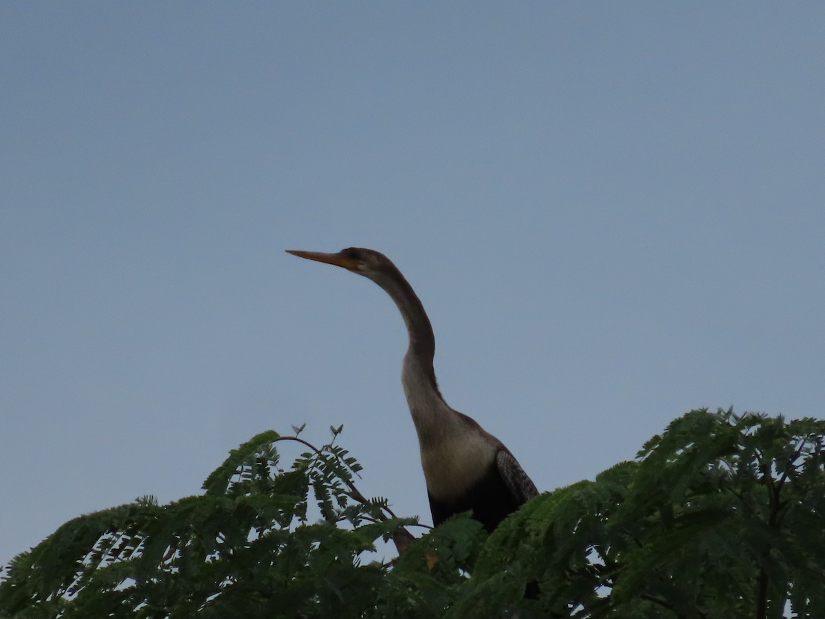 アメリカヘビウ - ML643375643
