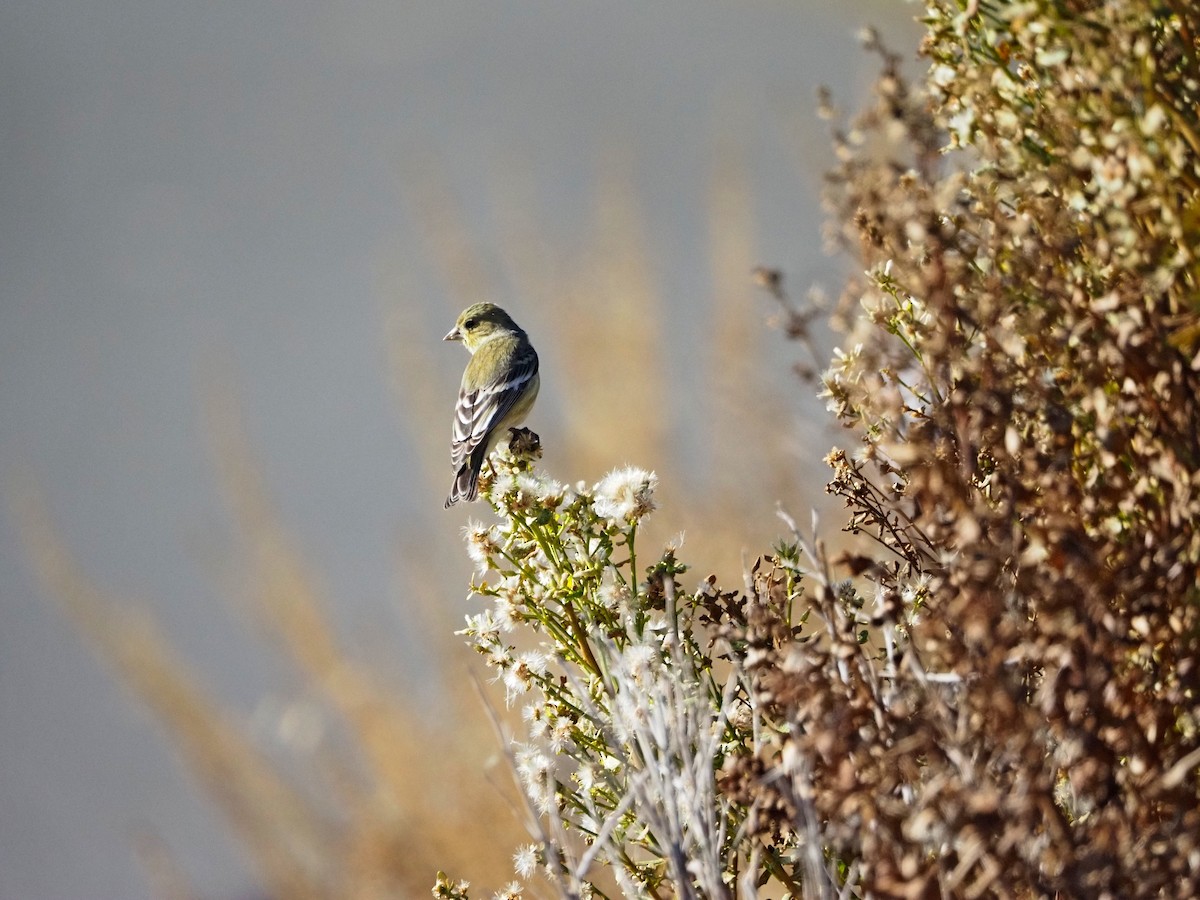 Lesser Goldfinch - ML643375655