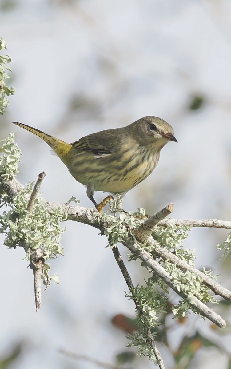 Cape May Warbler - ML643375656